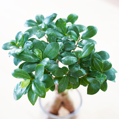 ガジュマル2L（1点もの）