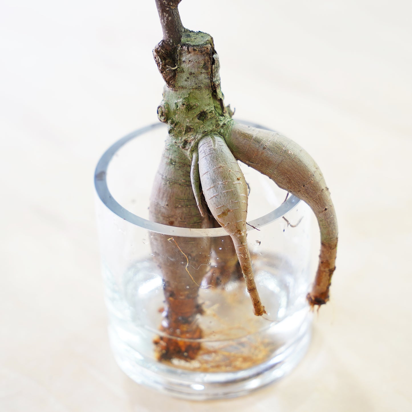 ガジュマル2L（1点もの）