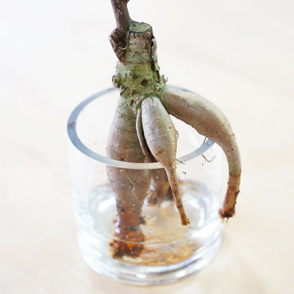 ガジュマル2L（1点もの）