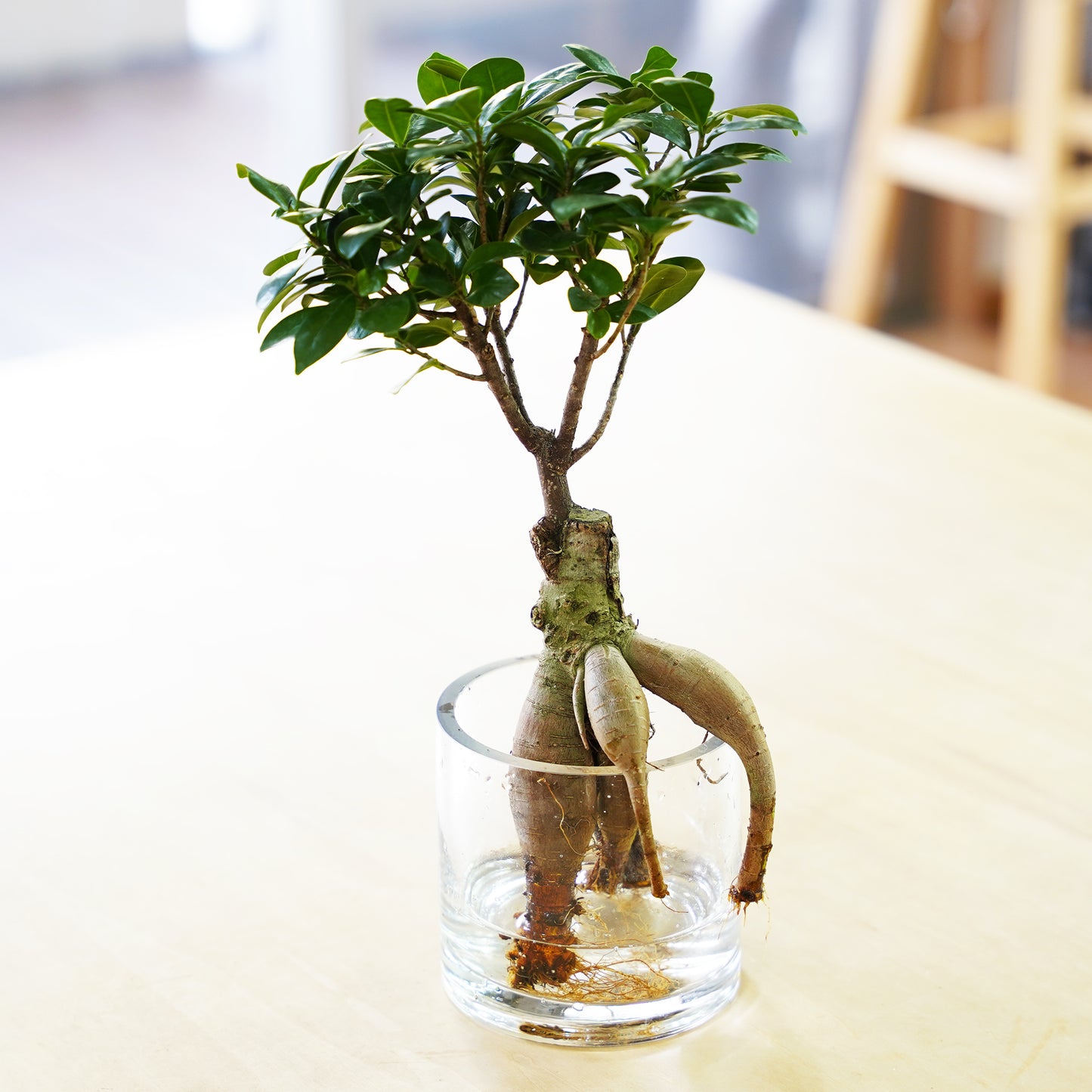 ガジュマル2L（1点もの）