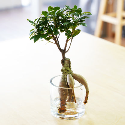 ガジュマル2L（1点もの）