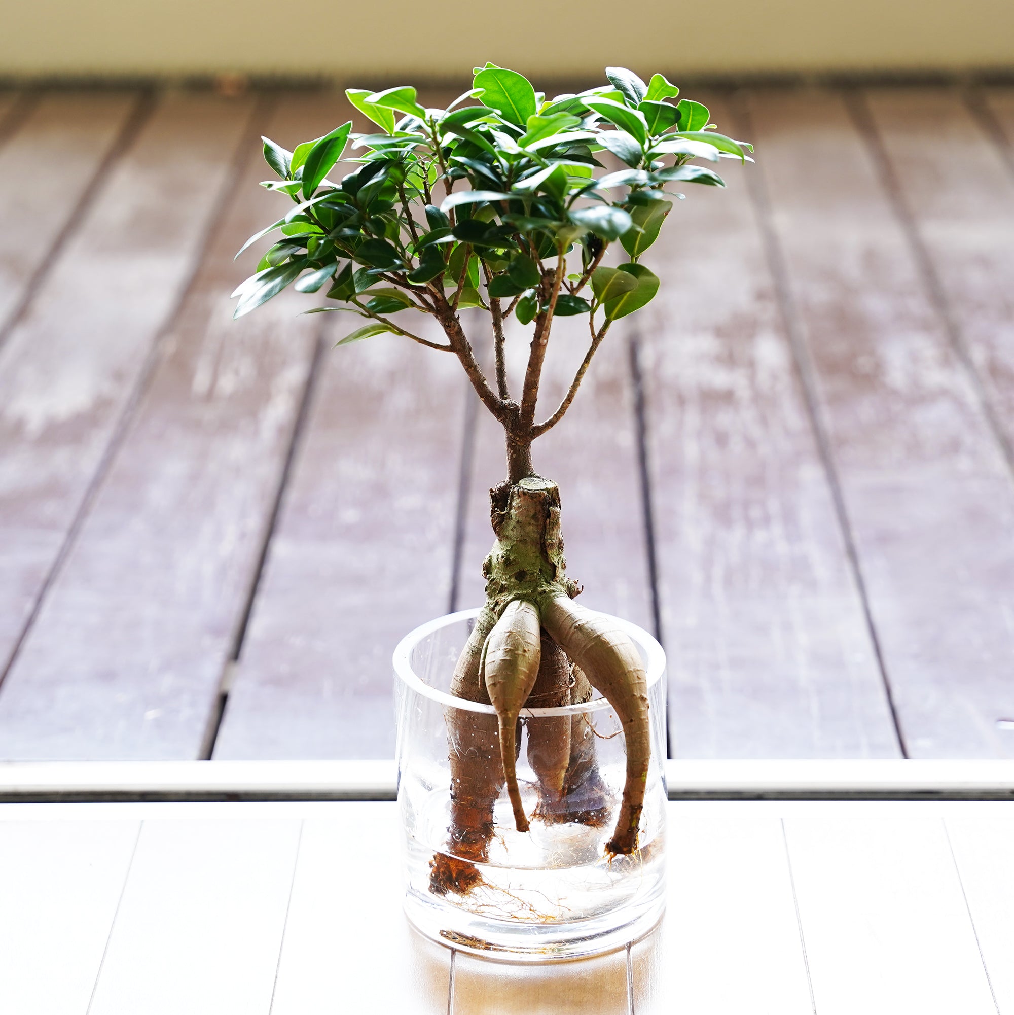 ガジュマル｜水耕栽培の観葉植物 – WOOTANG 水耕栽培の観葉植物