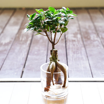 ガジュマル2L（1点もの）