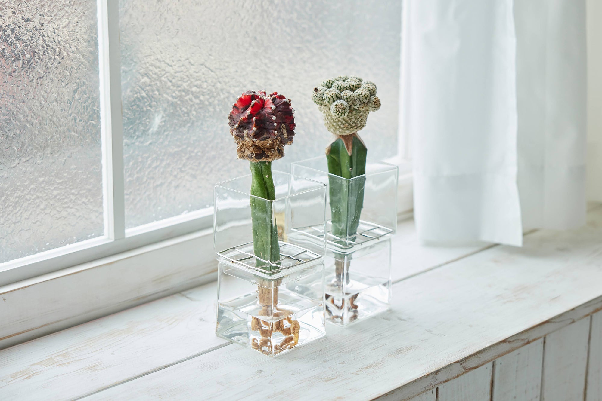 水耕栽培のサボテンを日当たりの良い場所に置いて育てている様子