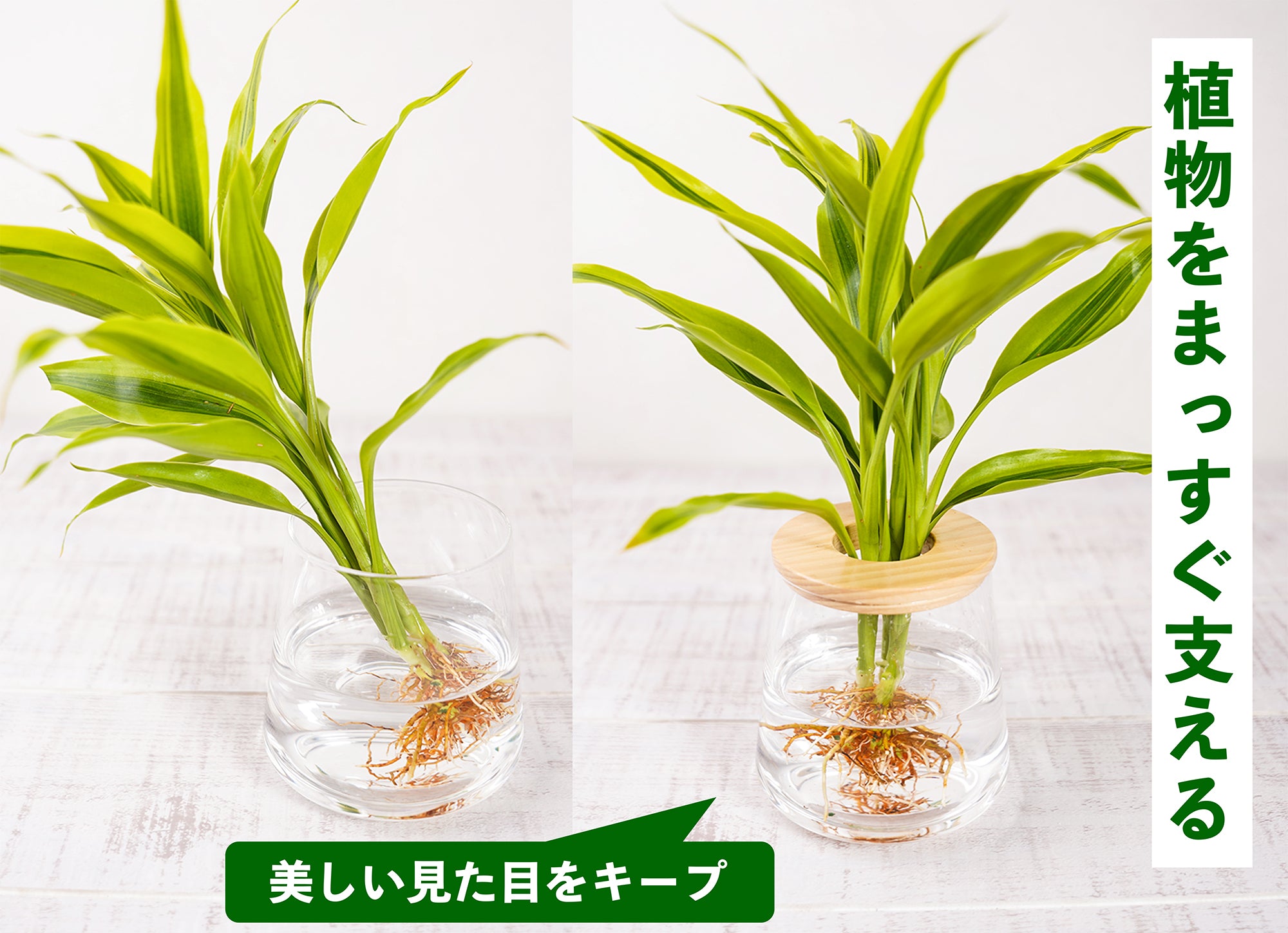 水耕栽培商品の特徴 – 観葉植物・水耕栽培の通販 WOOTANG