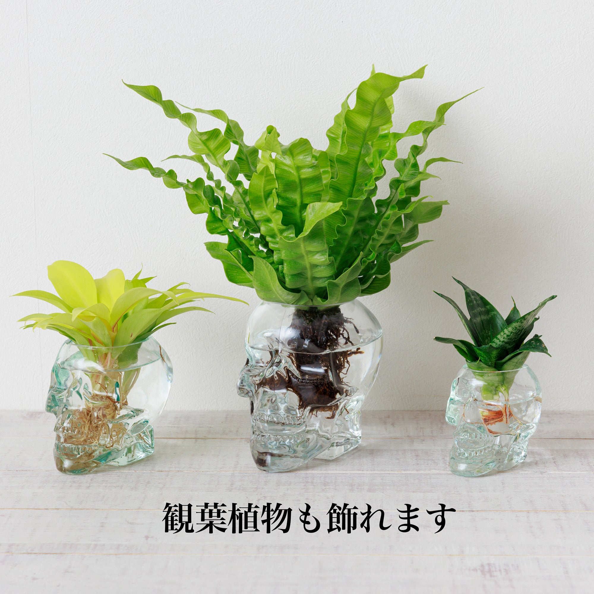 ドクロ　髑髏　花瓶 フラワーVase ／花瓶（髑髏ドクロ） – WOOTANG 水耕栽培の観葉植物