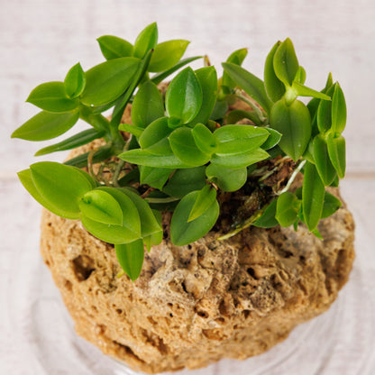 エピデンドラム ポーパックス アルバ