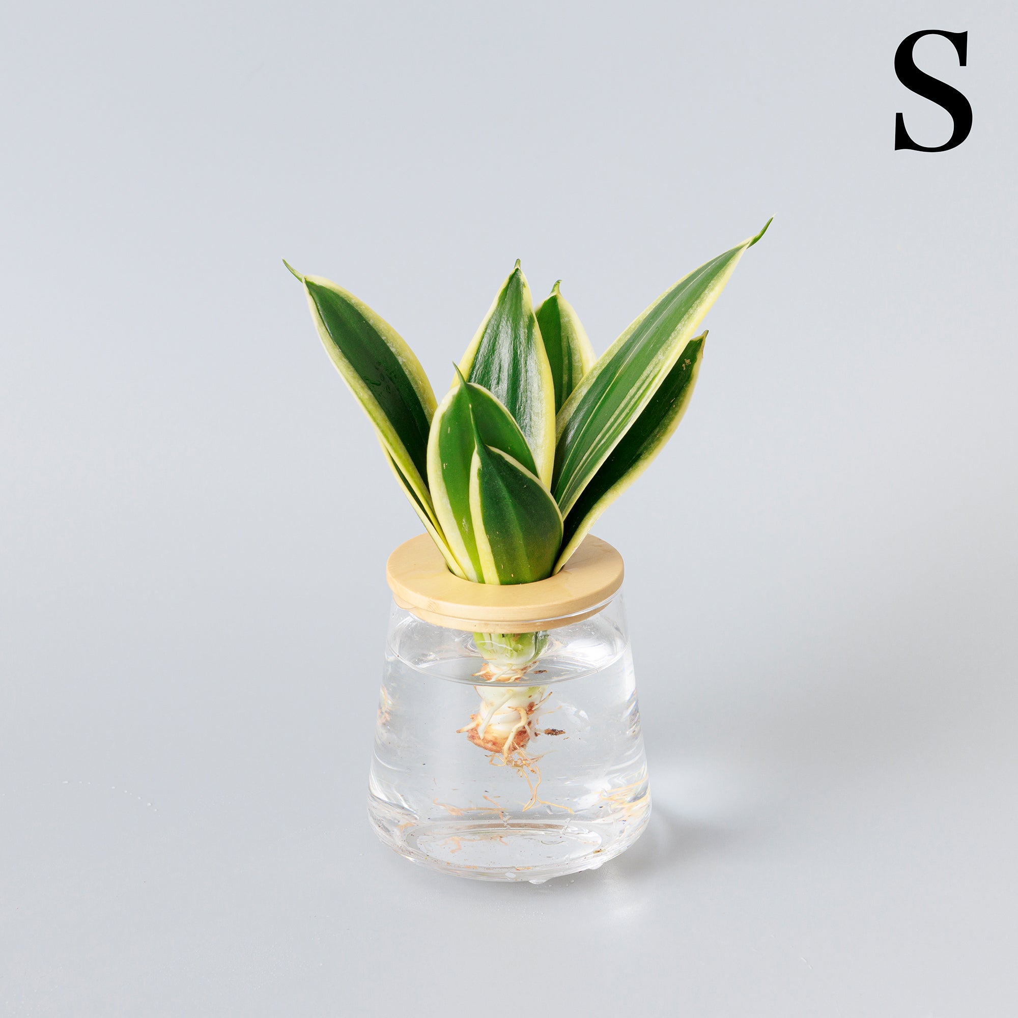 サンスベリア ハニーバニー｜水耕栽培の観葉植物 – 観葉植物・水耕栽培