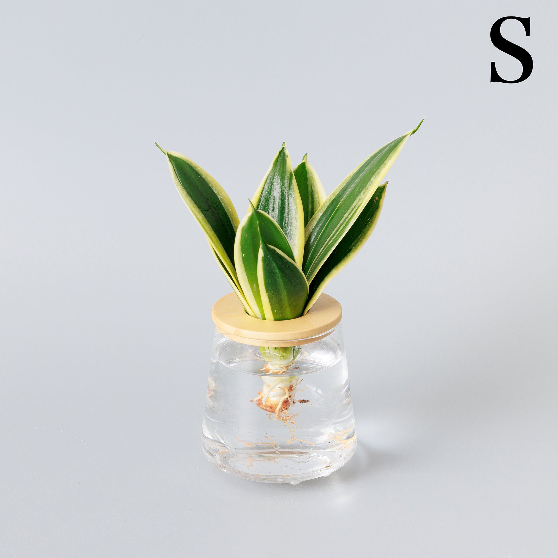 サンスベリアハニーバニー｜水耕栽培