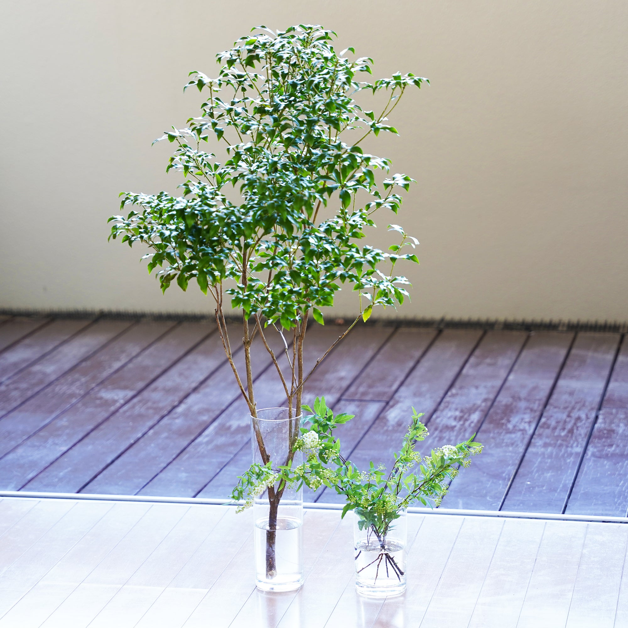 枝ものVase – WOOTANG 水耕栽培の観葉植物