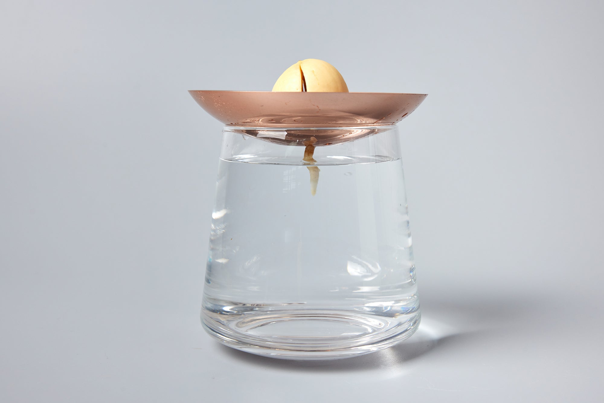 アボカドの種の水耕栽培