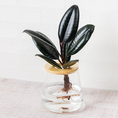 フィカスバーガンディー