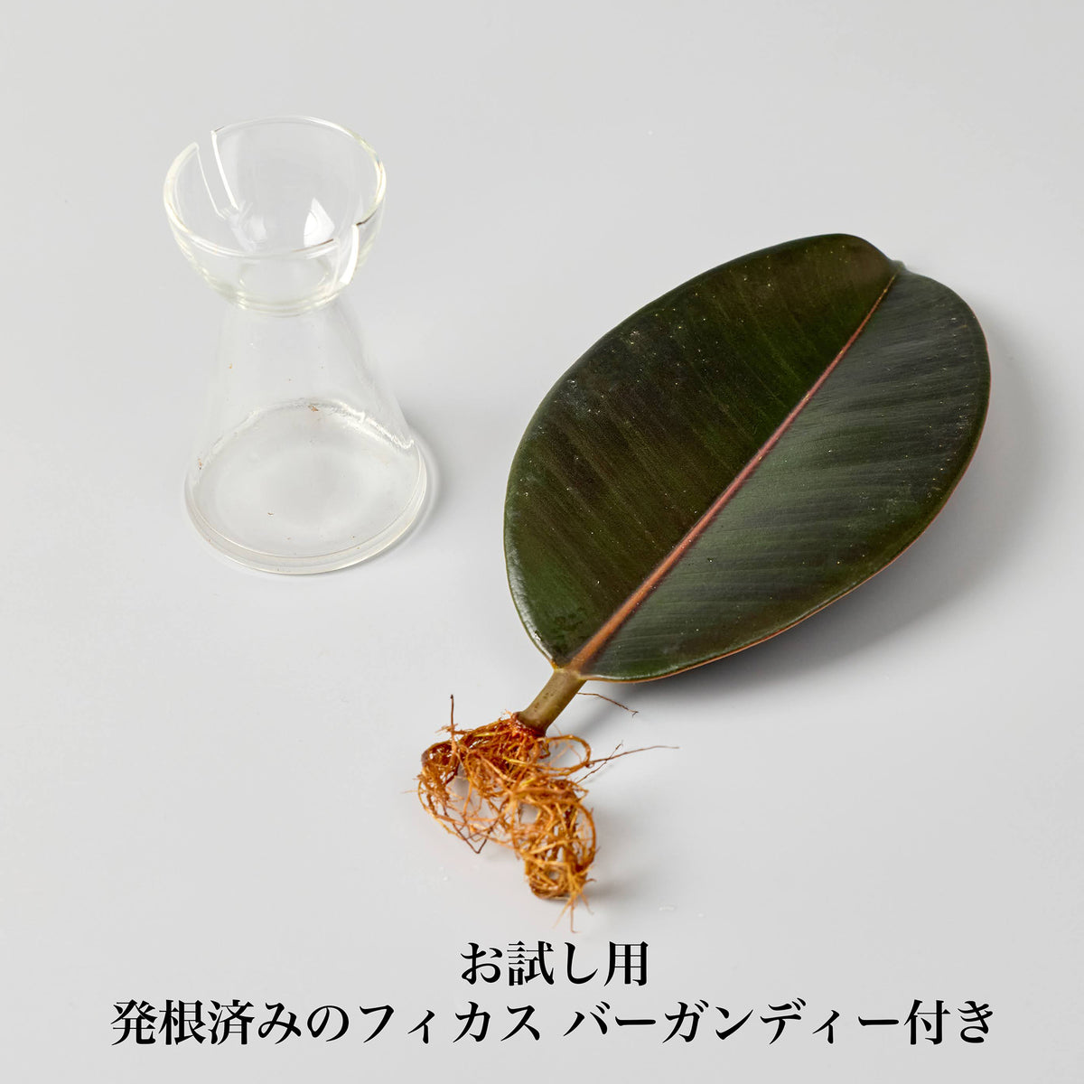 リーフ栽培Vase（発根済みバーガンディー付き）