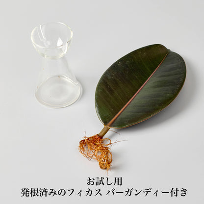 リーフ栽培Vase（発根済みバーガンディー付き）