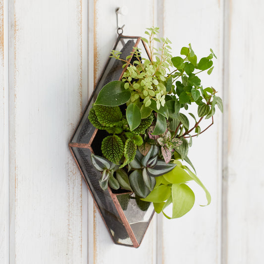 壁掛け植物（ダイヤモンド型）