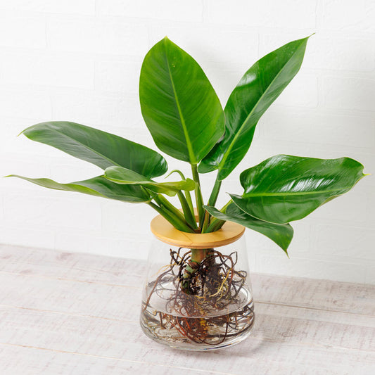 フィロデンドロン インペリアルグリーン