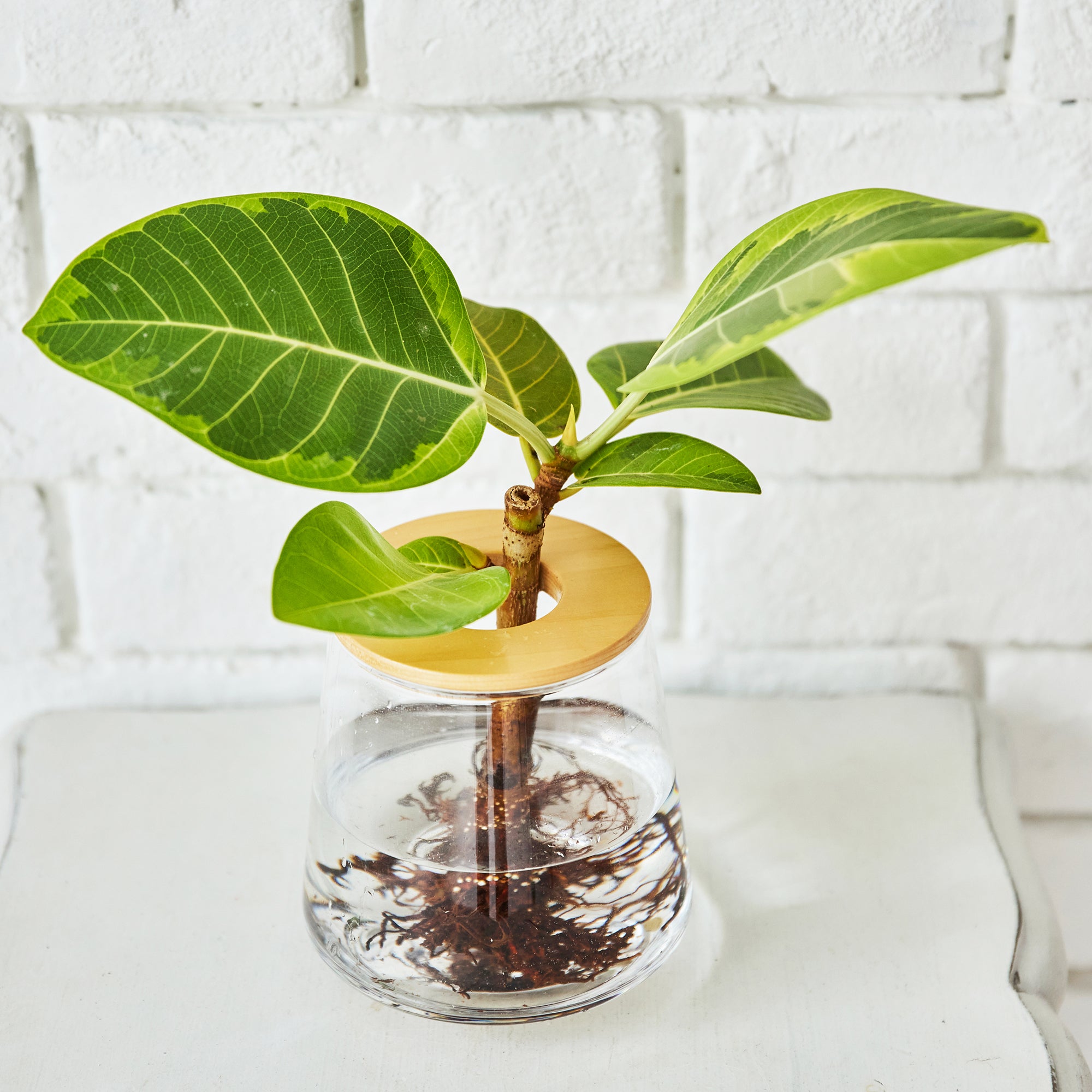 フィカス アルテシマ｜水耕栽培の観葉植物 – WOOTANG 水耕栽培の観葉植物