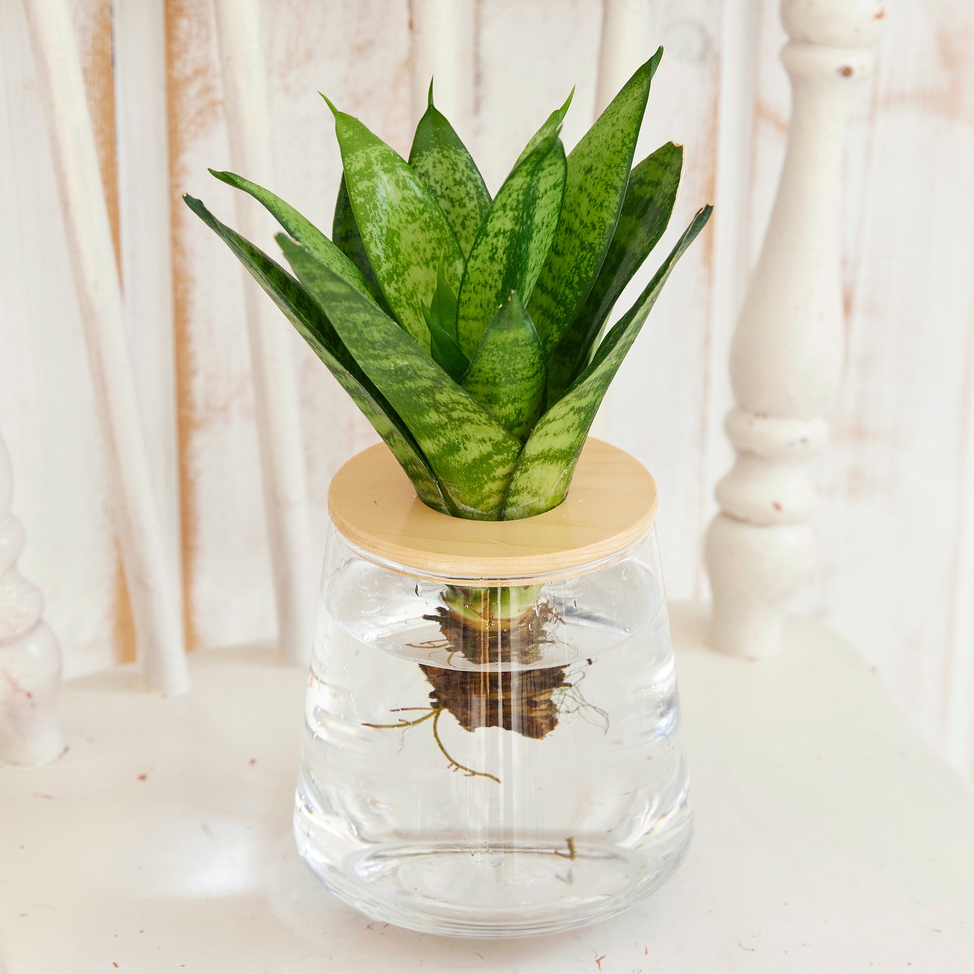 サンスベリア ゼラニカ｜水耕栽培の観葉植物 – WOOTANG 水耕栽培の観葉植物