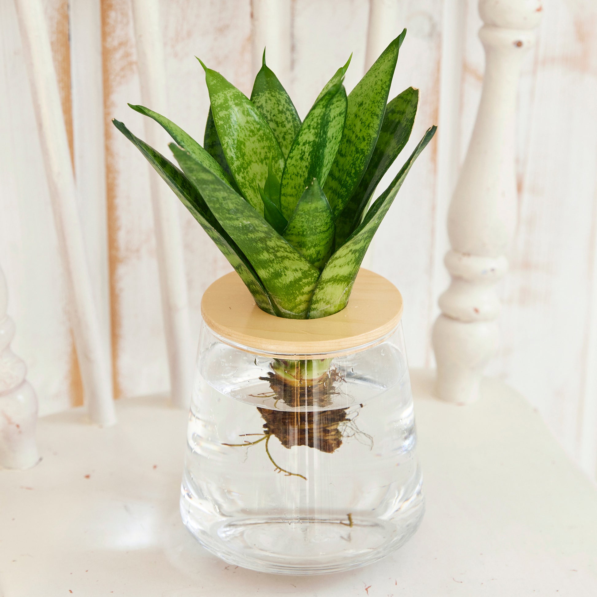 サンスベリアゼラニカ