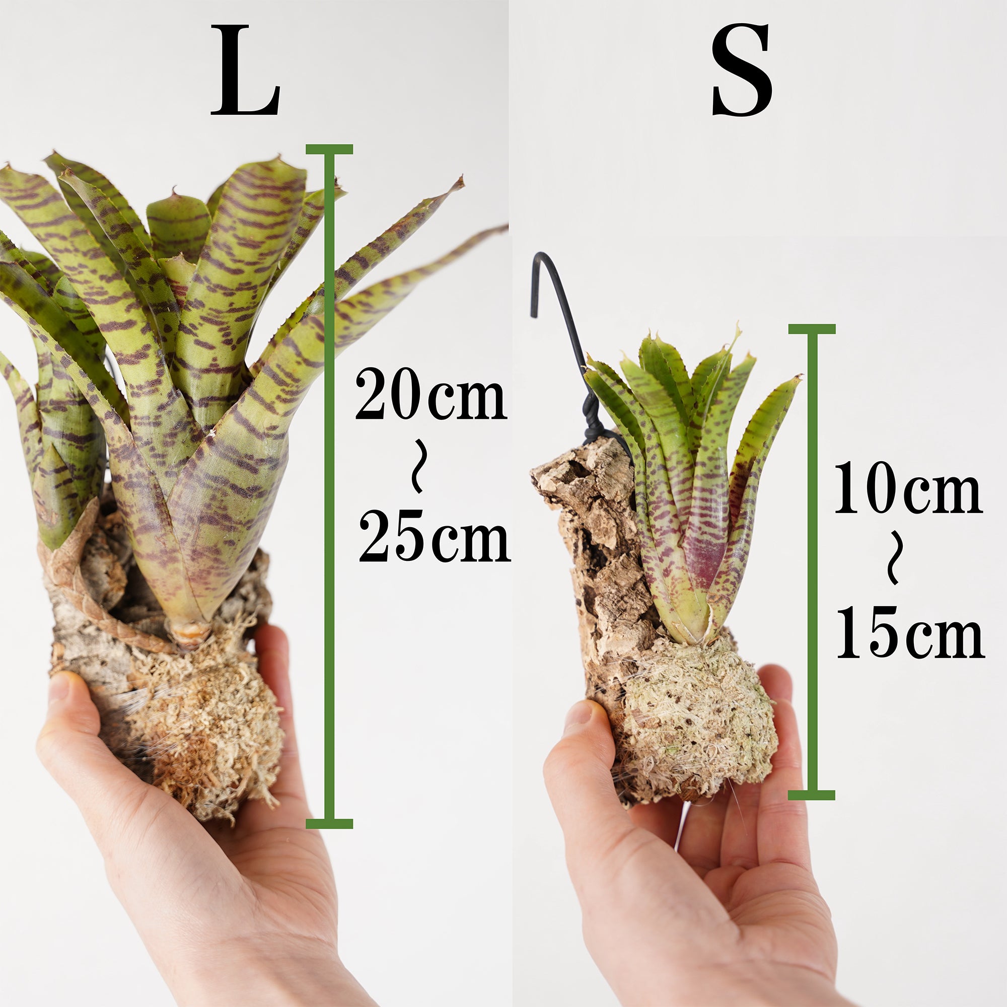 ネオレゲリア（ブロメリア） – WOOTANG 水耕栽培の観葉植物
