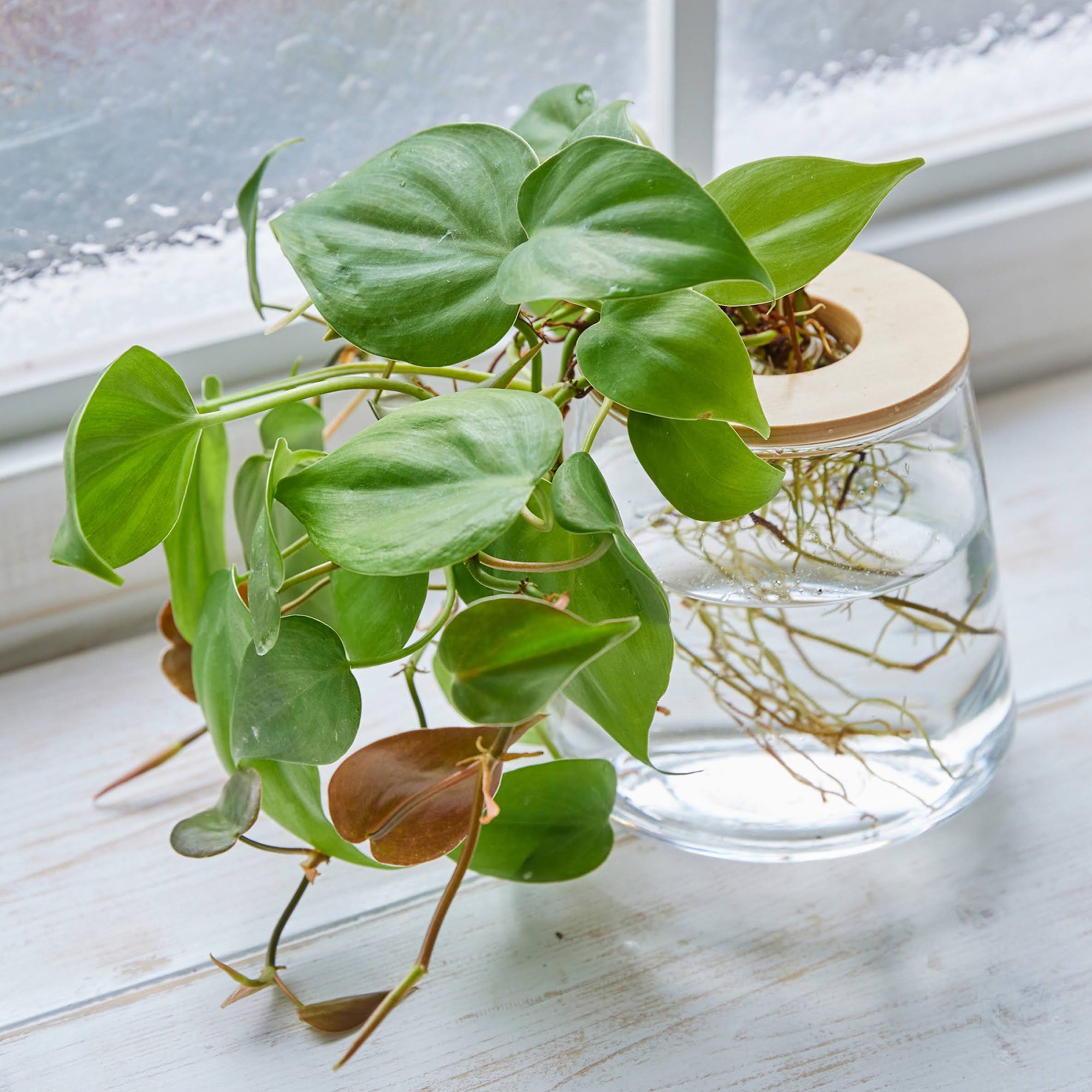 悪いのを吸ってくれるやつを選んだよ！アメジストが入ったオキシカルディウム！ オキシカルディウム｜水耕栽培の観葉植物 – WOOTANG