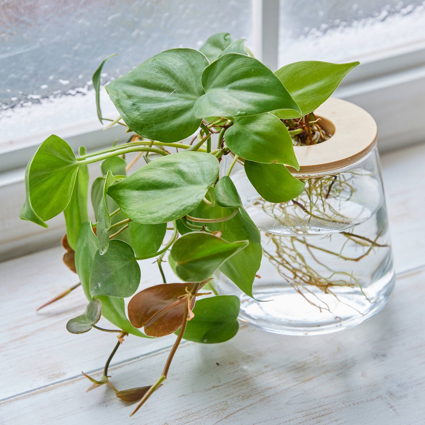 オキシカルディウム