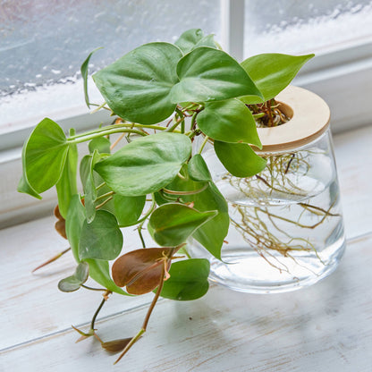 オキシカルディウム