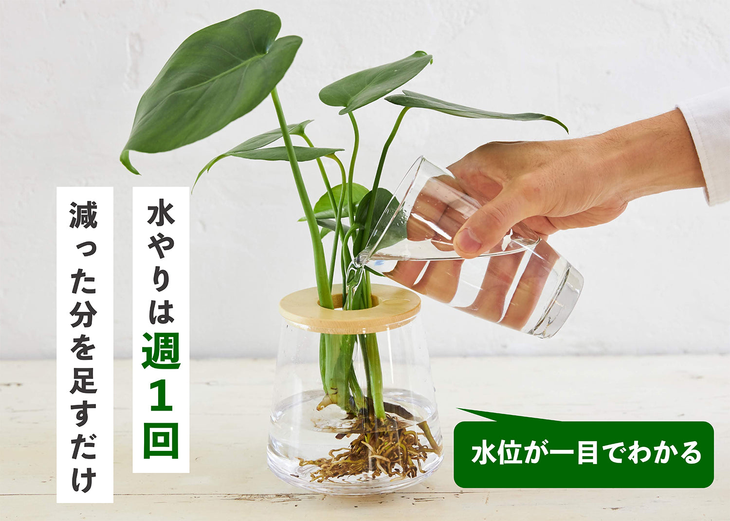 水耕栽培商品の特徴 – 観葉植物・水耕栽培の通販 WOOTANG