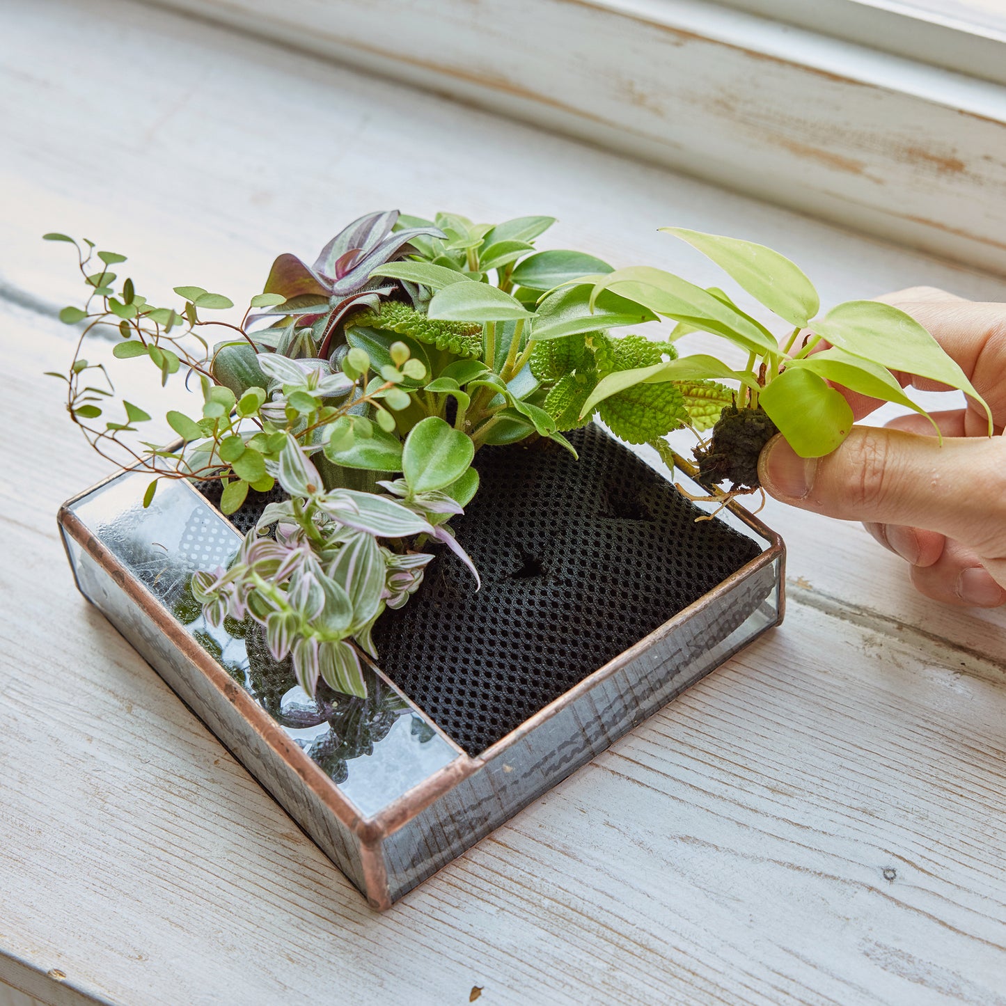 植え替え植物（壁掛け植物用）