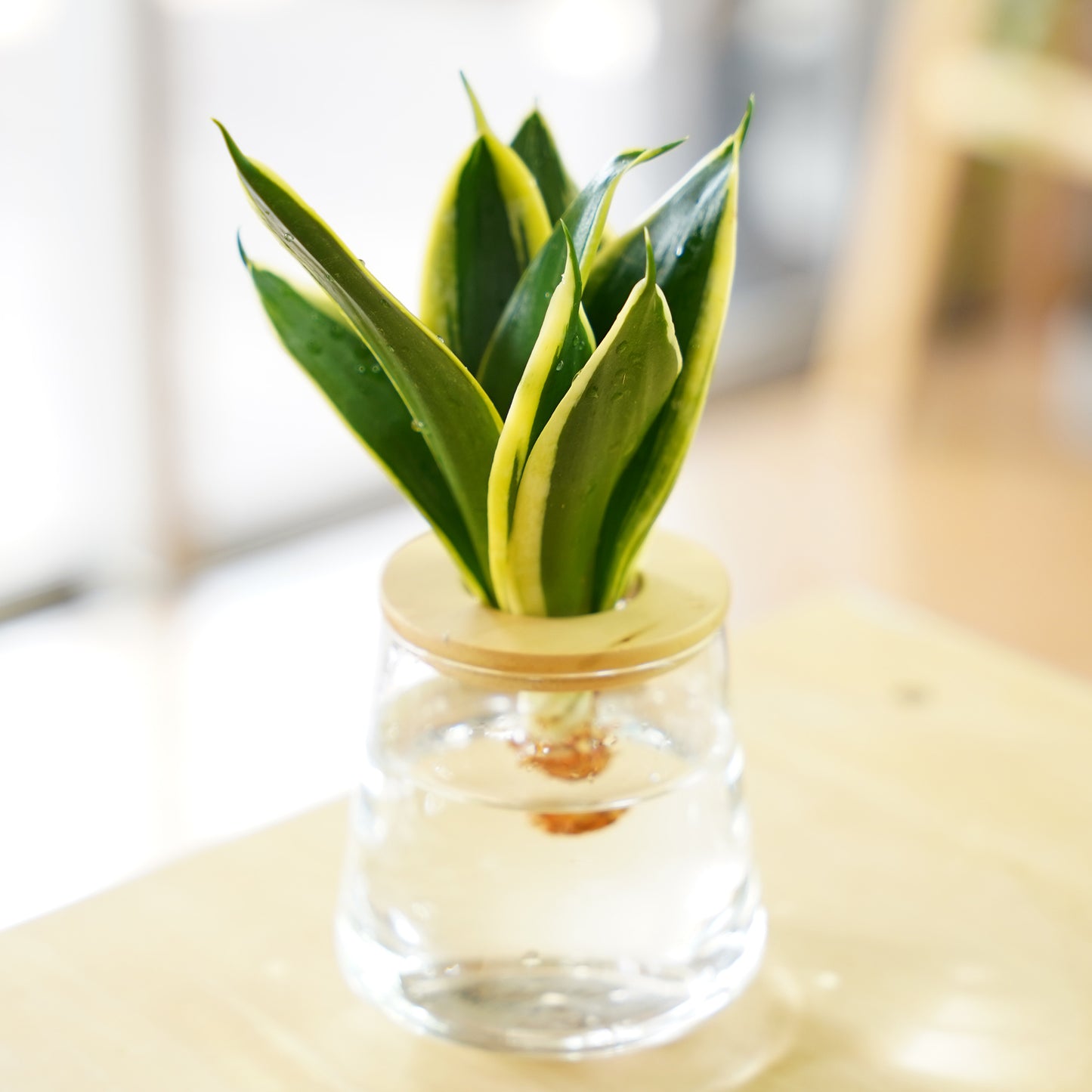 サンスベリア ハニーバニー