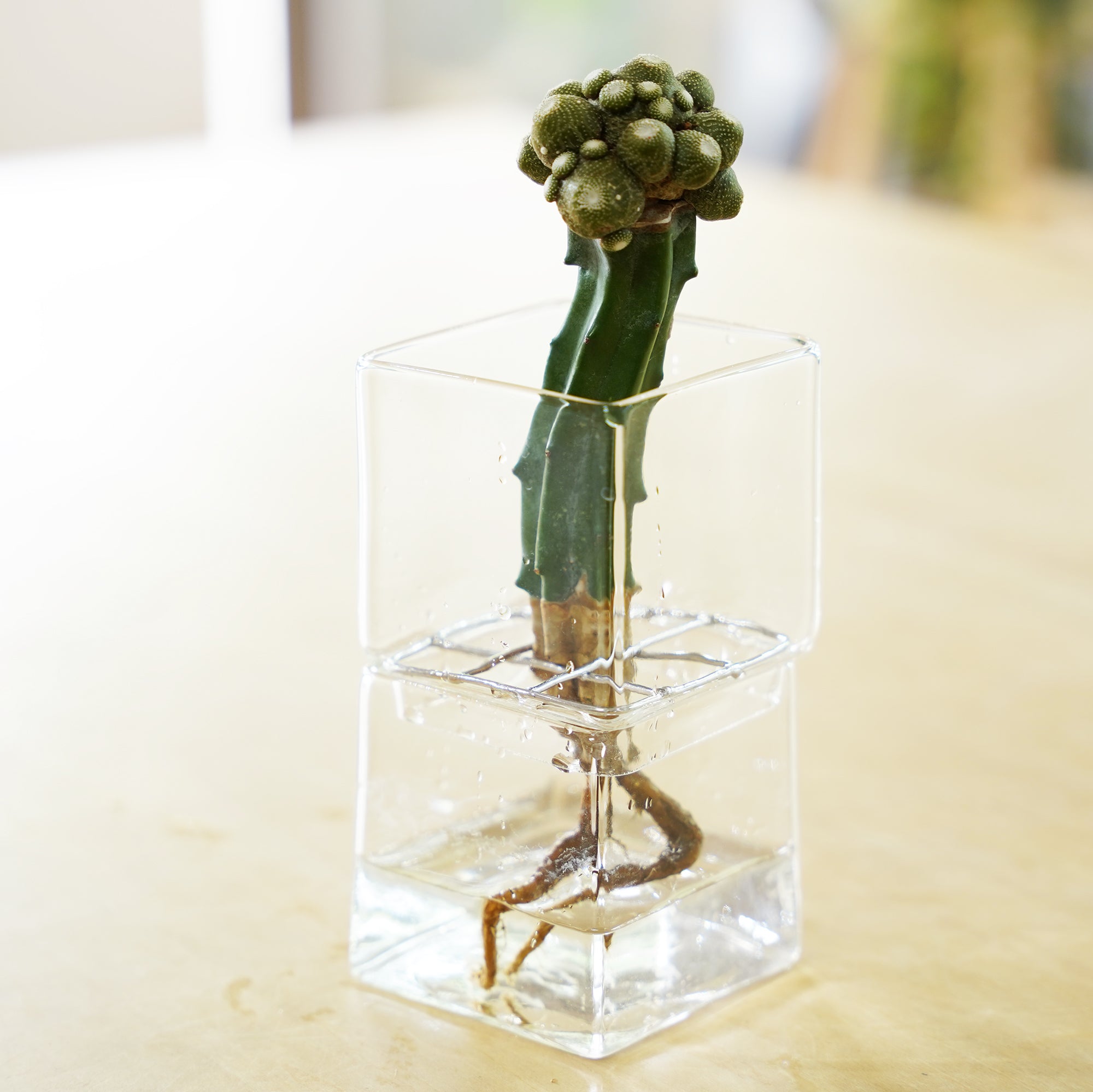松露玉｜サボテンの水耕栽培 – WOOTANG 水耕栽培の観葉植物