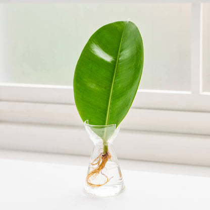 リーフ栽培Vase（発根済みエラスティカ付き）