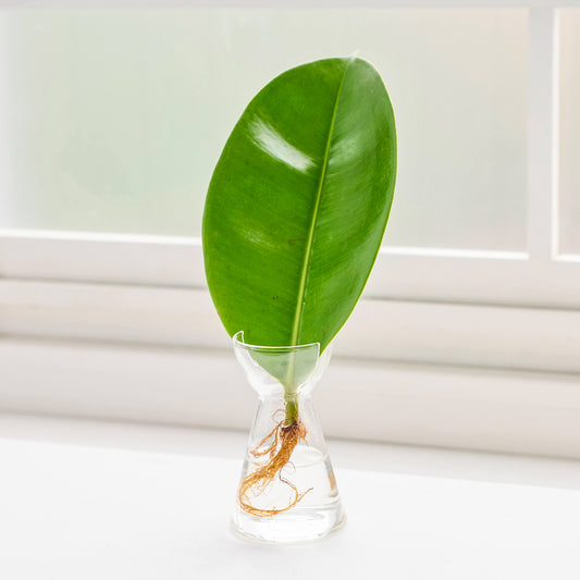 リーフ栽培Vase（発根済みエラスティカ付き）