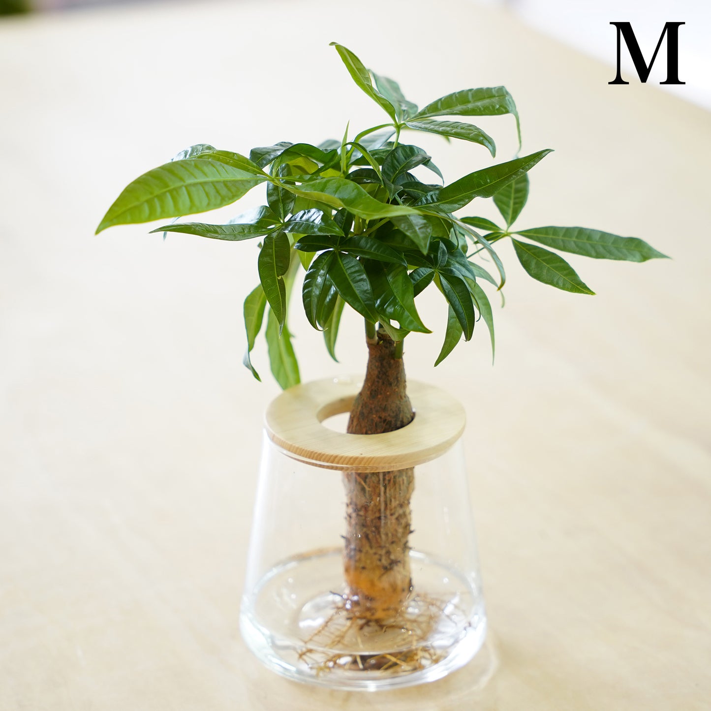 パキラの水耕栽培