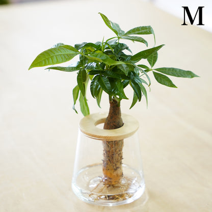 パキラの水耕栽培