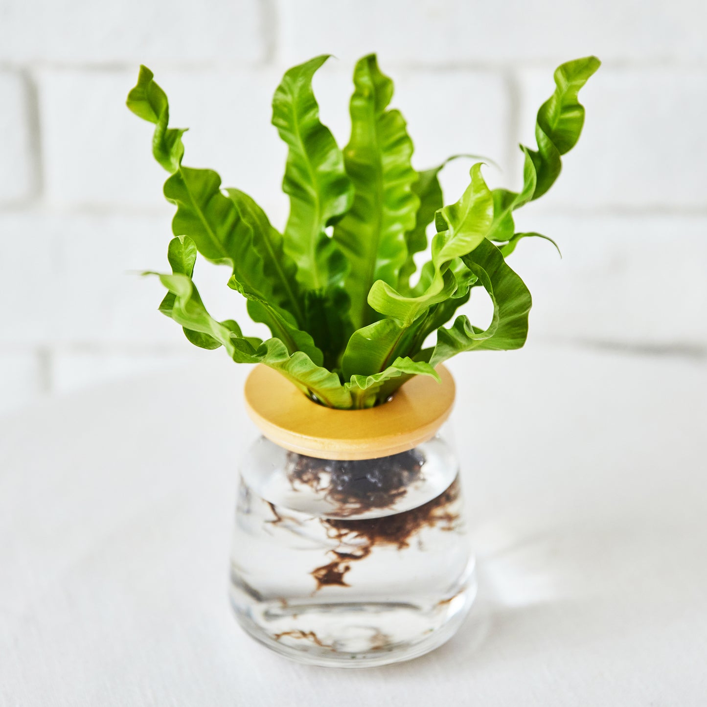 アスプレニウム（アビス）