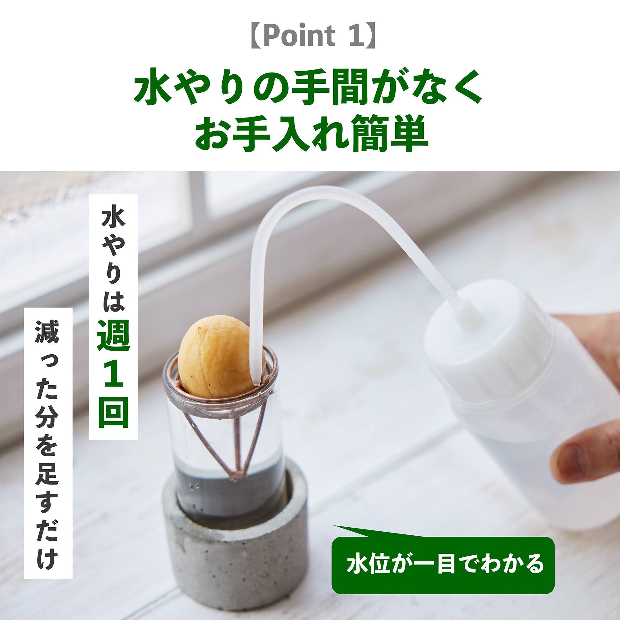 アボカドの種の水耕栽培