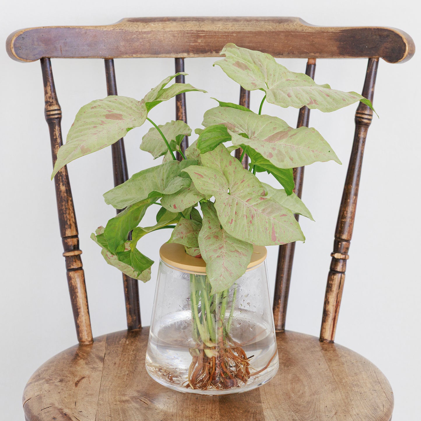 シンゴニウムコンフェッティ