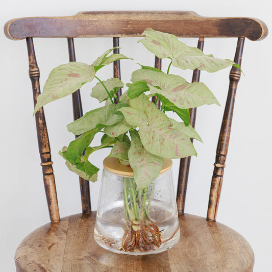 シンゴニウムコンフェッティ