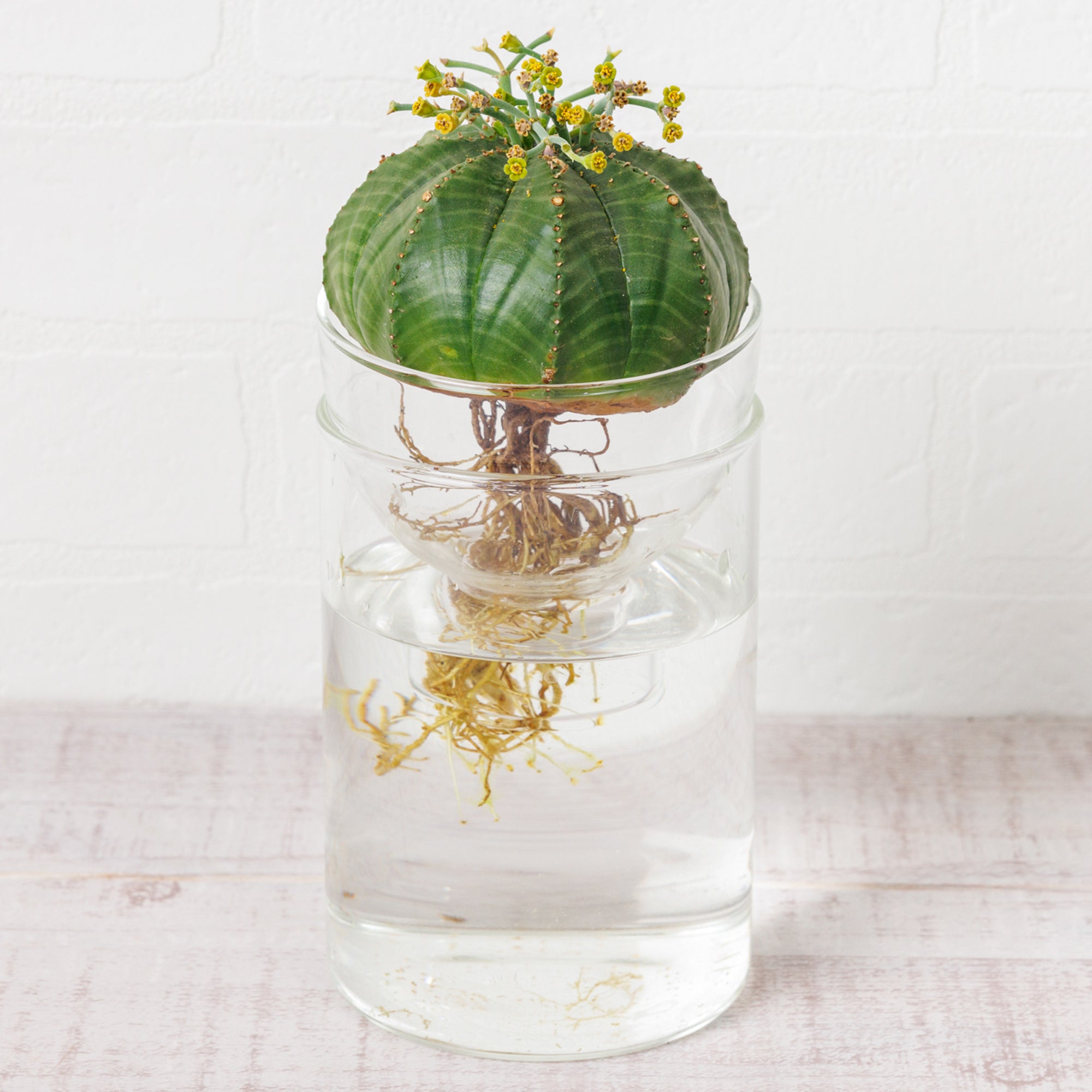 ユーフォルビア メロフォルミス｜サボテンの水耕栽培 – WOOTANG 水耕