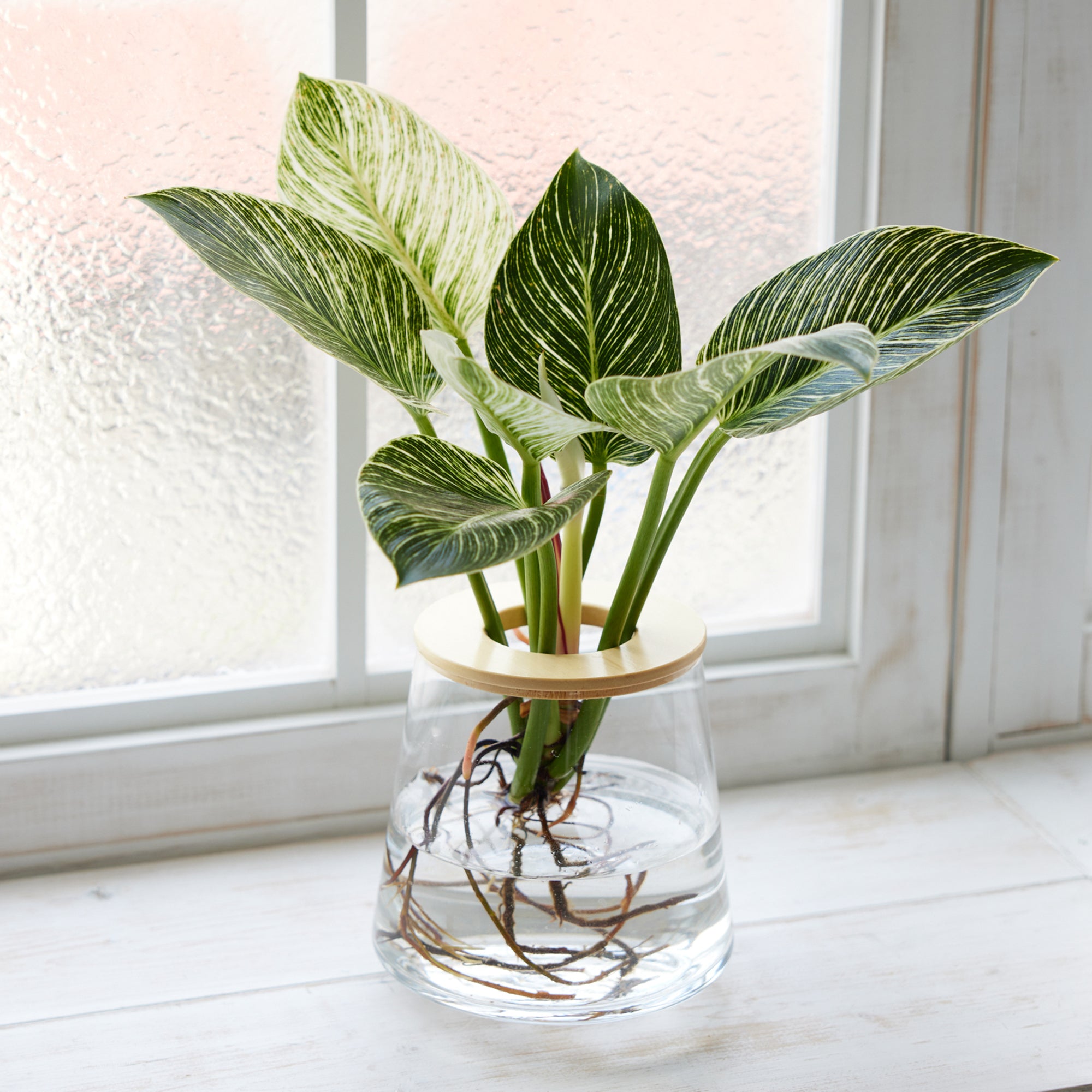 フィロデンドロン バーキン｜水耕栽培の観葉植物 – WOOTANG 水耕栽培の
