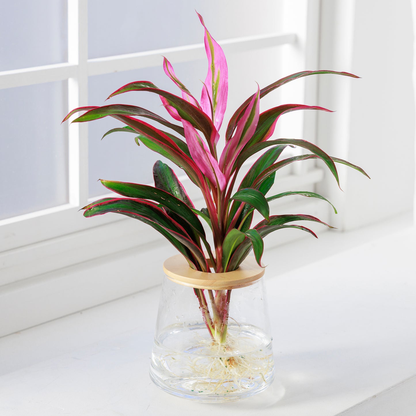 コルジニネレッドエッジ