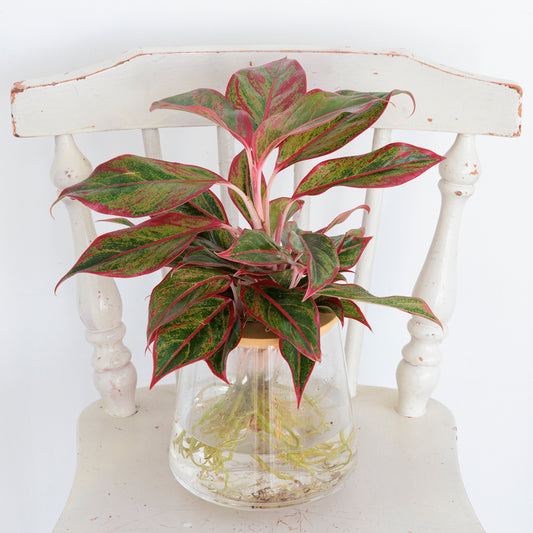 アグラオネマレッドゴールド