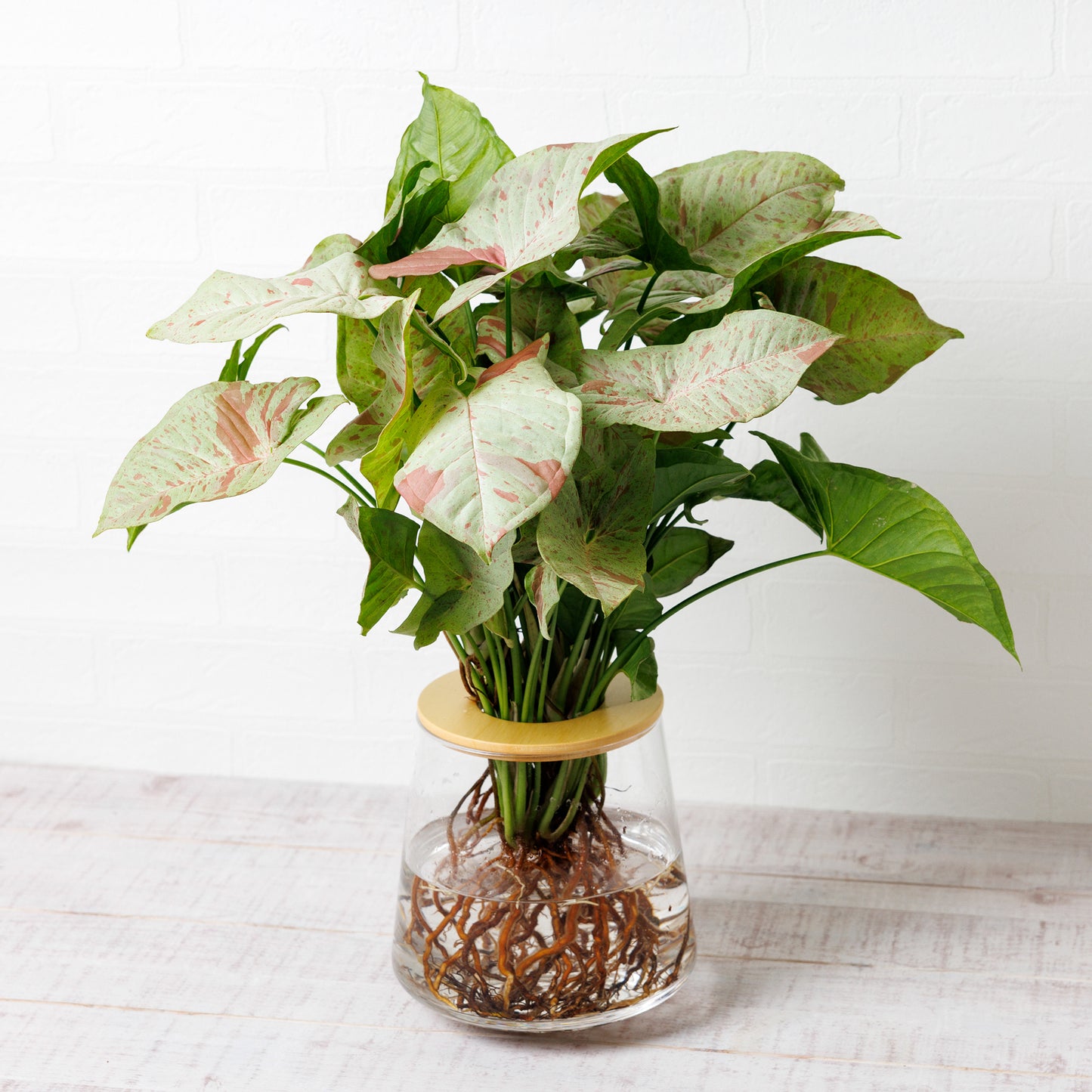 シンゴニウムコンフェッティ