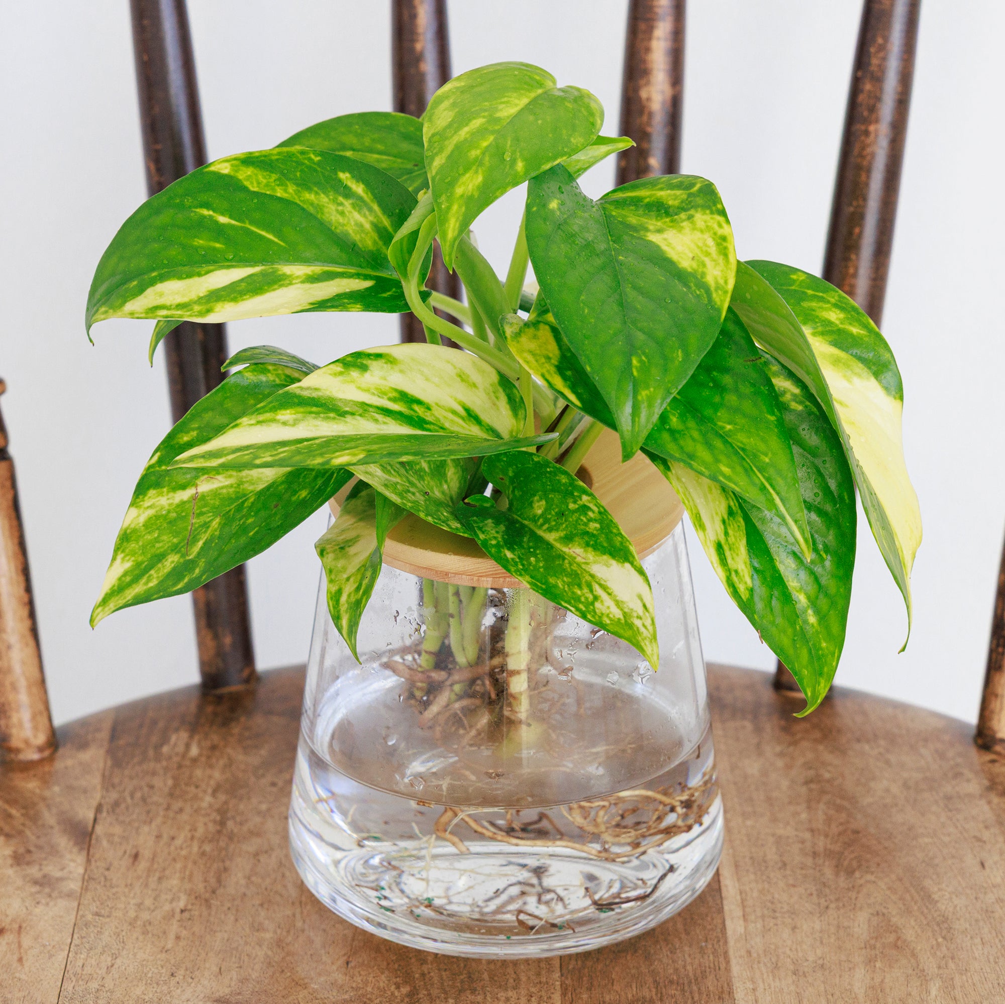 ポトス（ゴールド）水耕栽培の観葉植物 – WOOTANG 水耕栽培の観葉植物