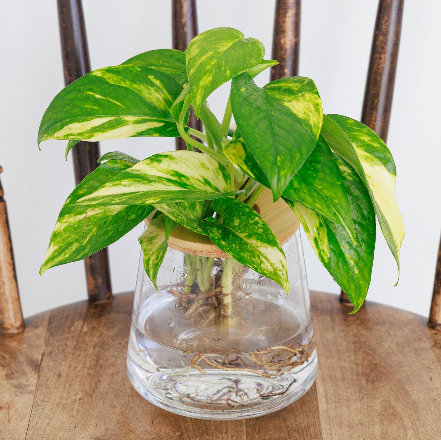 ポトスの水耕栽培