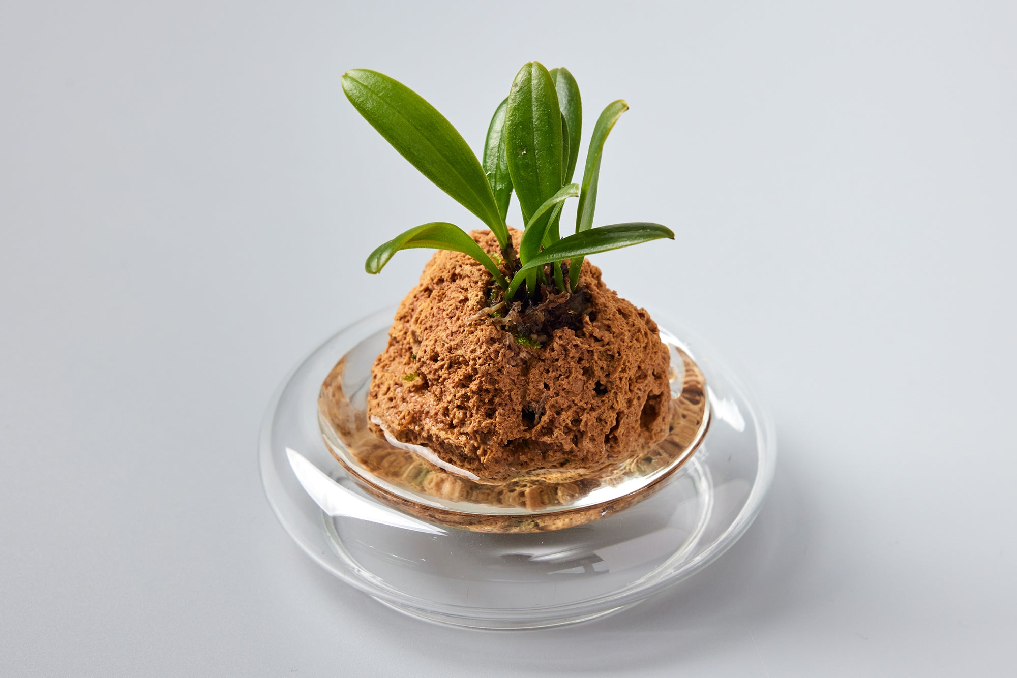 蘭（ラン）の水耕栽培