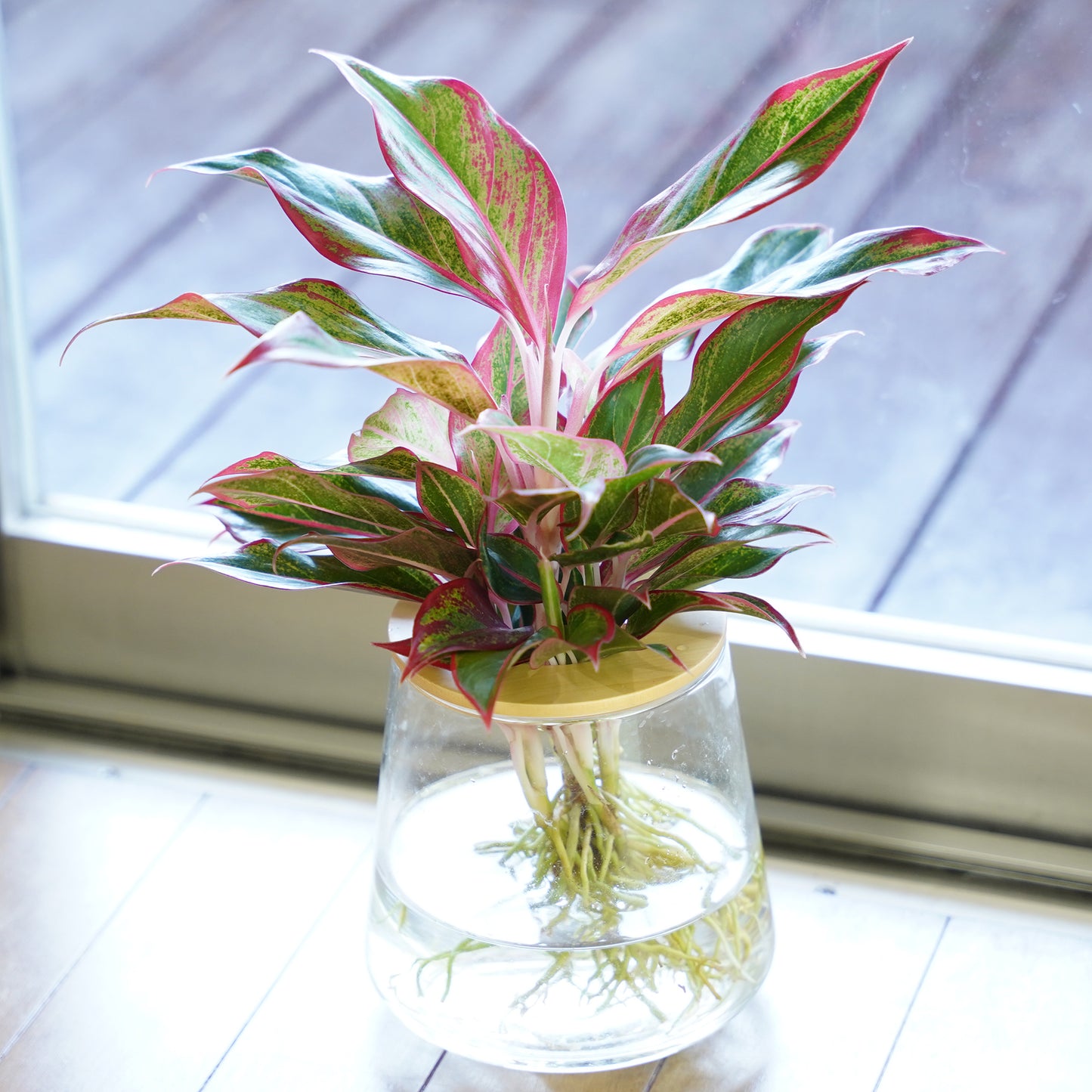 アグラオネマレッドゴールド