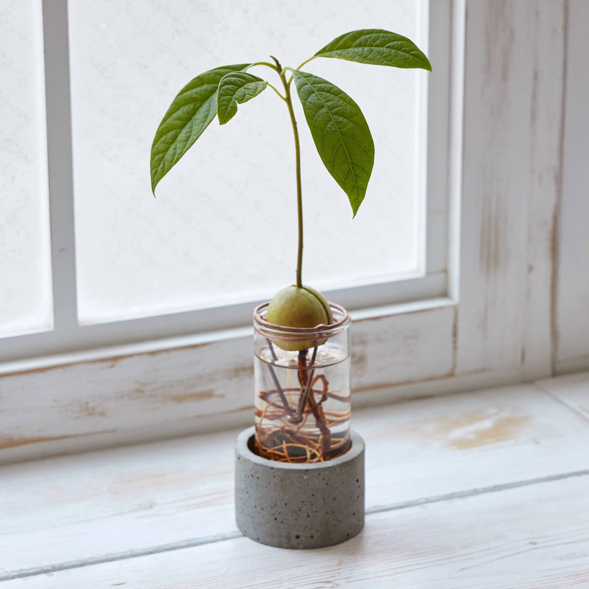 アボカド栽培Vase（限定バージョン）｜アボカドの種を水耕栽培するため