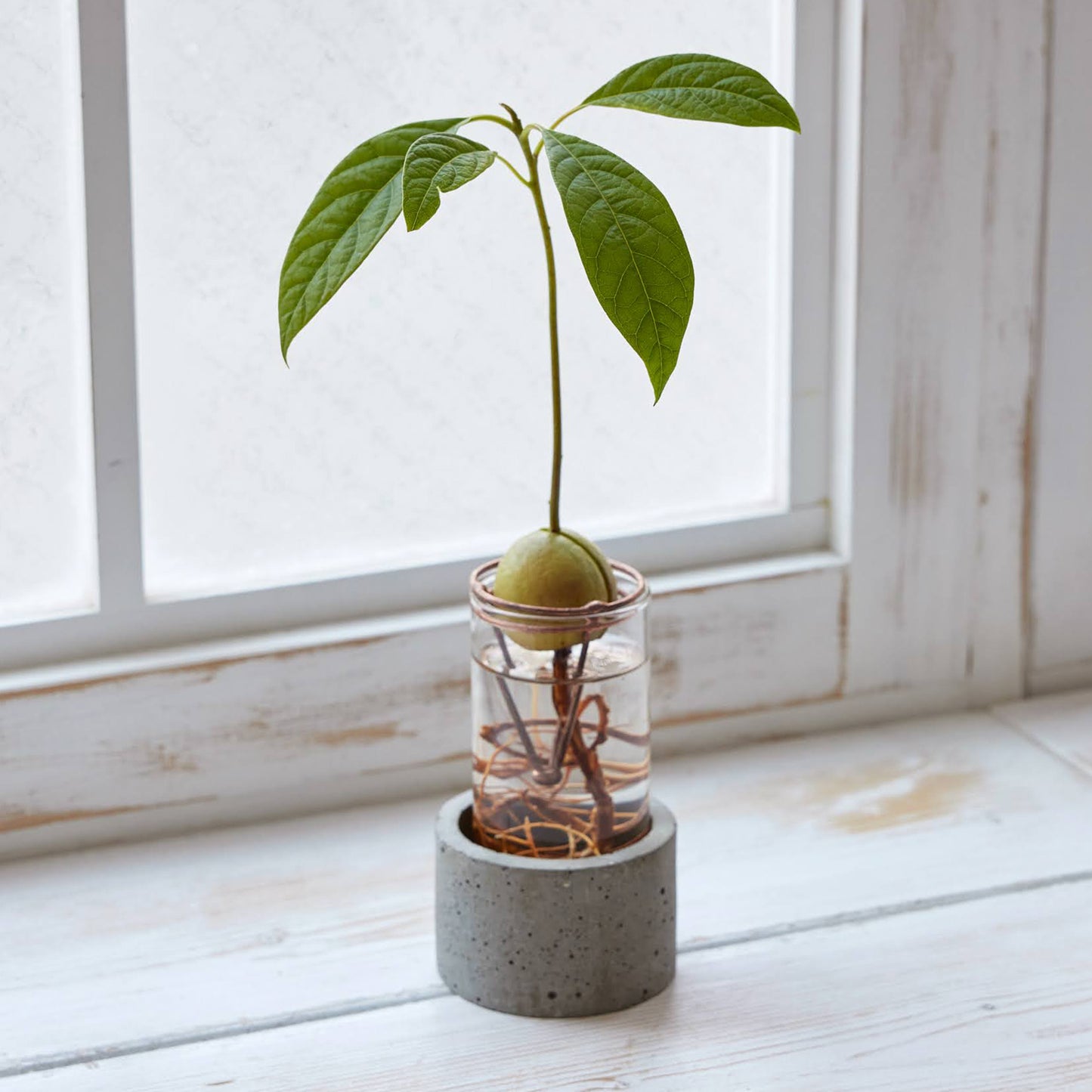 アボカド栽培Vase（限定バージョン）